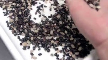 EVOLUTION Sorting Split Black Beans for FM