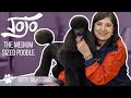 Grooming Jojo the Medium-sized Poodle | Kitty Talks Dogs - TRANSGROOM