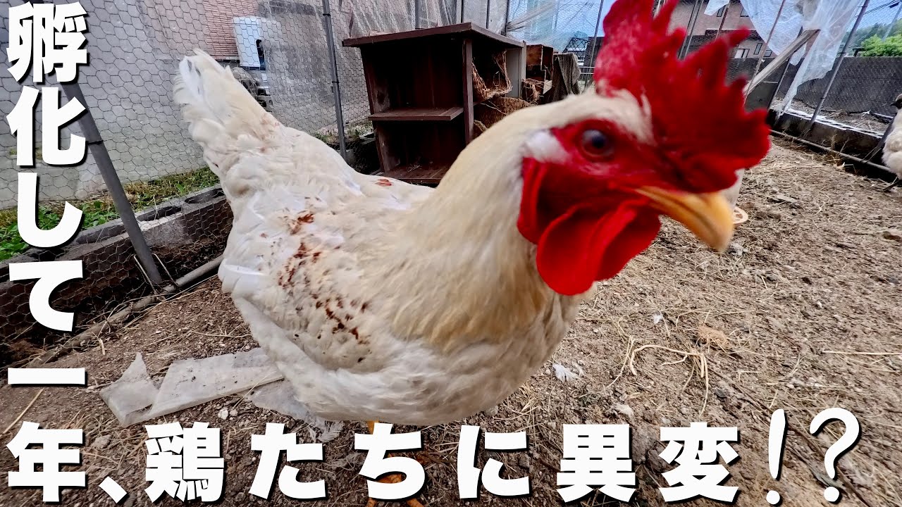 最近鶏の様子が変なので確認してみたら衝撃の展開！？