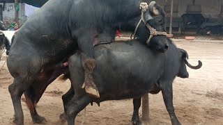 hot buffalo meeting and cow meeting(2)