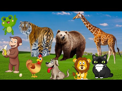 FARM ANIMALS - GIRAFFE, BEAR, TIGER, FROG, MONKEY, CHICKEN, DOG, ELEPHANT