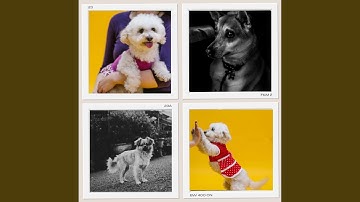 Pulsating Moods for Sleeping Soundly Puppy