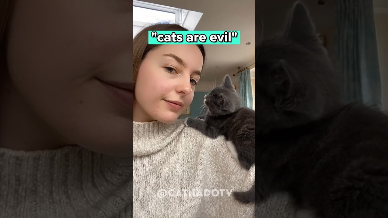 "Cats are evil" 🐈