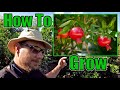 How To Grow An Abundance Of Pomegranates At Home | Gardening Tips That Work!