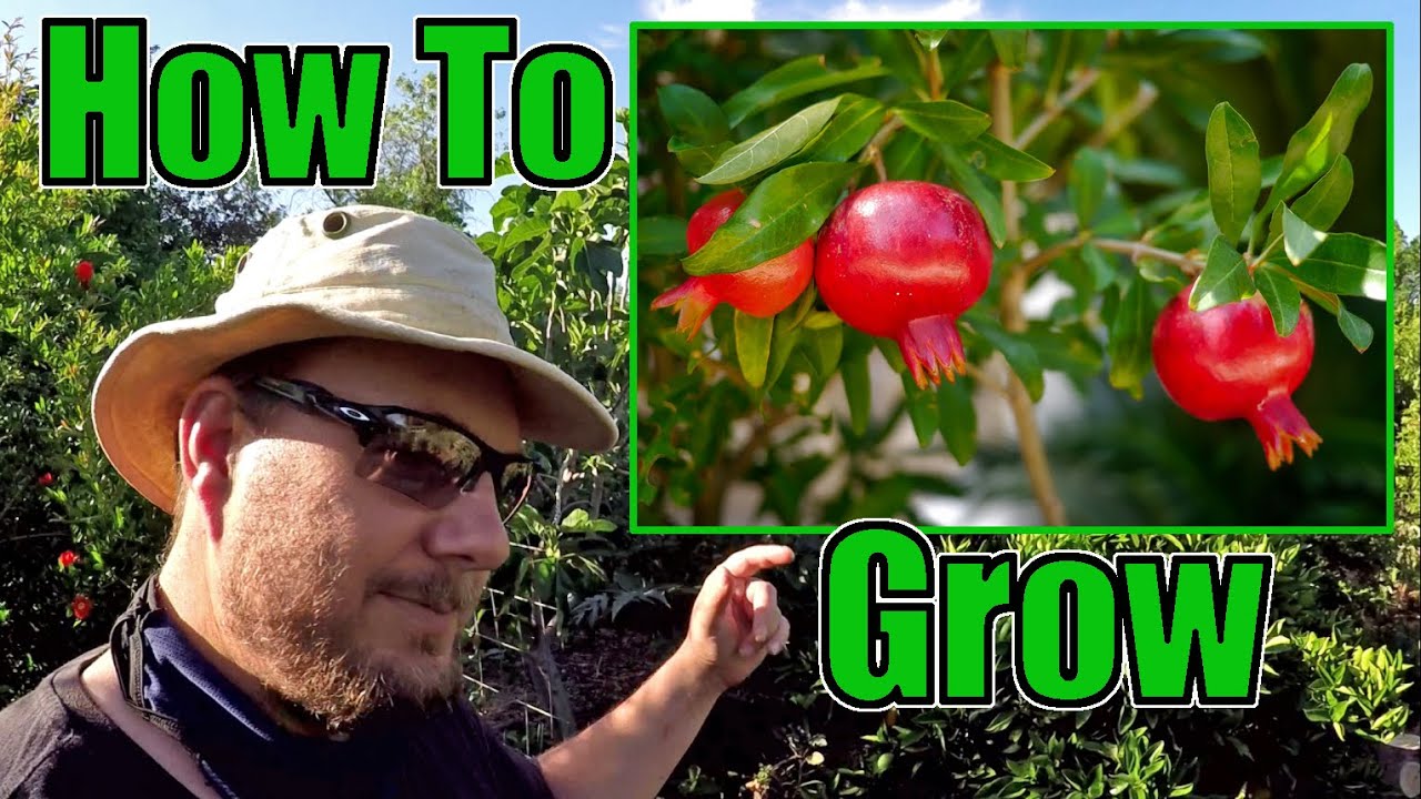 How To Grow An Abundance Of Pomegranates At Home | Gardening Tips That Work!