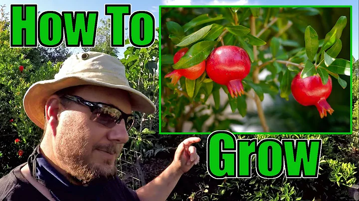 How To Grow An Abundance Of Pomegranates At Home | Gardening Tips That Work! - DayDayNews