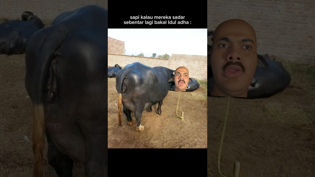 si sapi telat sadar jir🗿