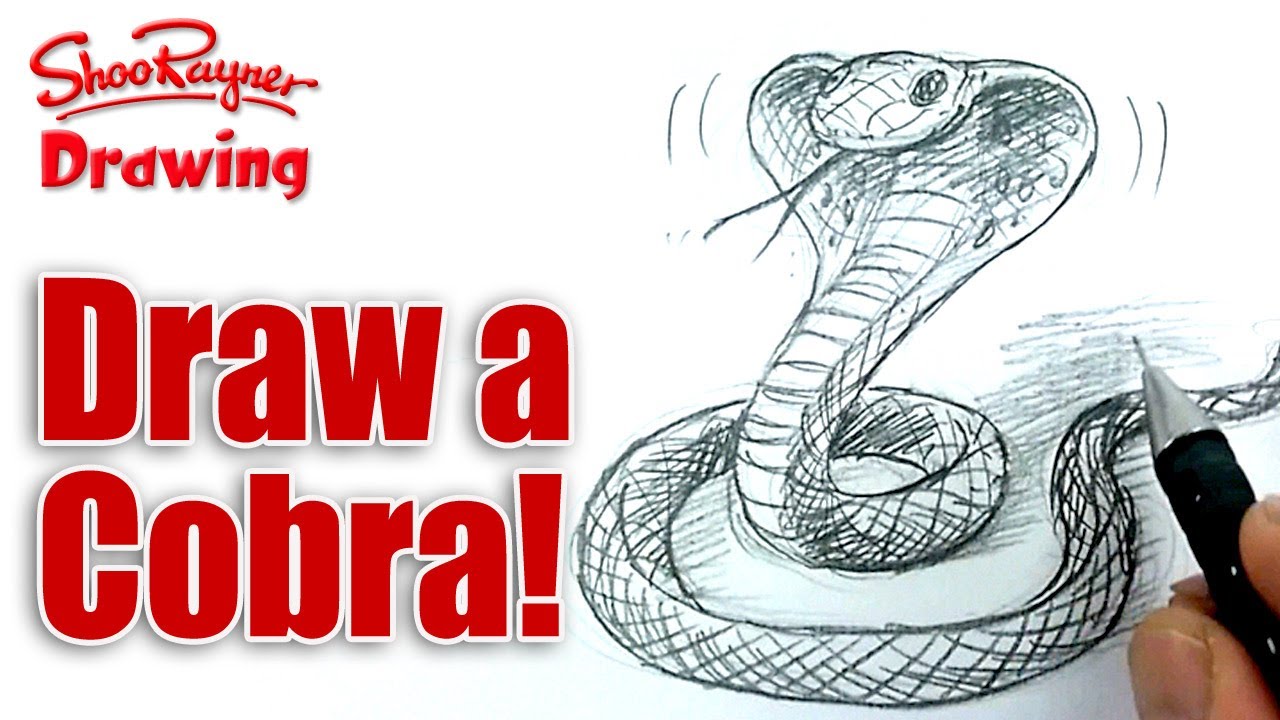 Featured image of post King Cobra Snake Realistic Snake Head Drawing 1280 x 720 jpeg 143