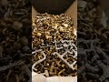 Turn Your Scrap BRASS into INSTANT CASH | Universal Scrap Metal Perth