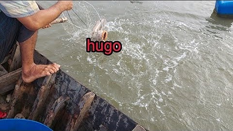 trúng bầy cá cháp,cá gát( lê nghĩa cần giờ)