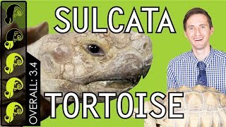 Sulcata Tortoise, The Best Pet Turtle?