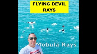 Why do Mobula Rays Jump out of the water! It's so crazy to see!