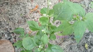 Aerva lanata/mountain knotgras/Achyranthes lanata/ ചെറൂള/ചെറുപൂള/ബലിപൂവ്