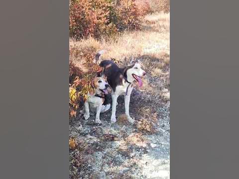 собачья дружба🐶🫶🐺#собаки#природа - YouTube