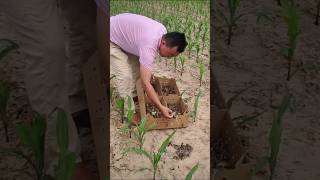 Why Releasing Baby Partridges In Fields Is A Game Changer