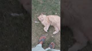 Httpsyoutubecomshortsy0bfl9nisbssil3mekbufxgtubpny