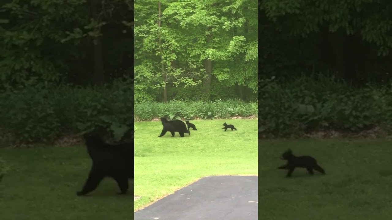 Mama Bear Waits for Her Cubs || ViralHog - YouTube