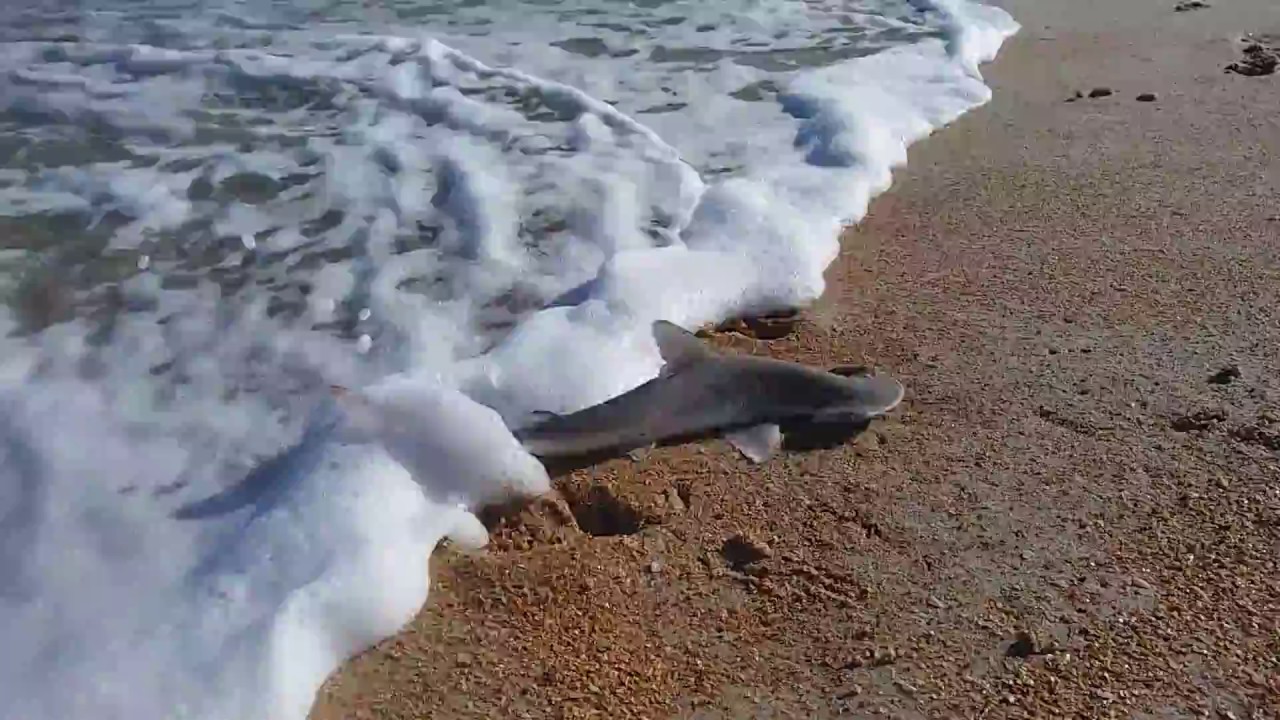 Baby Hammerhead Shark YouTube