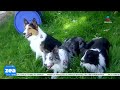Así entrenan los binomios caninos de la Cruz Roja para salvar vidas | Noticias con Francisco Zea