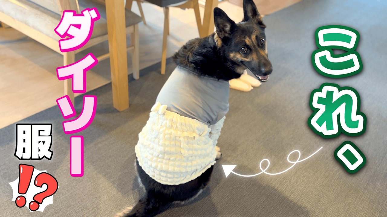 We Customized a DAISO Dog Outfit for Only 1,100 Yen, and Our Dog