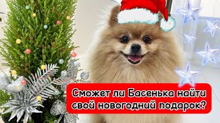 Сможет ли Басенька найти свой новогодний подарок?