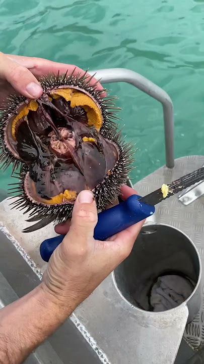 Have you tried Kina? #kina #uni #seaurchin #diving #kai #kaimoana #freediving #seafood #eating #food