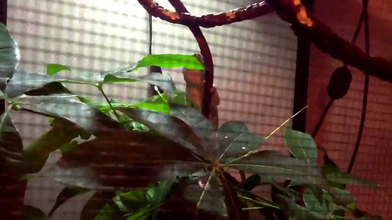 camera iphone 8 plus apk New cages for my reptiles