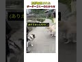 挨拶無視されたボーダーコリーのわからせ #おすすめ #youtubeshorts #shorts