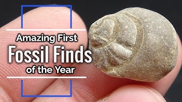 Amazing First Fossils of the Year! (Fossil Hunting in Southwestern Ohio)