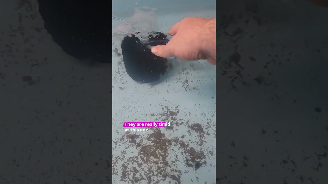 baby cuttlefish!!!!  #aquarium #reeftank #fishtank