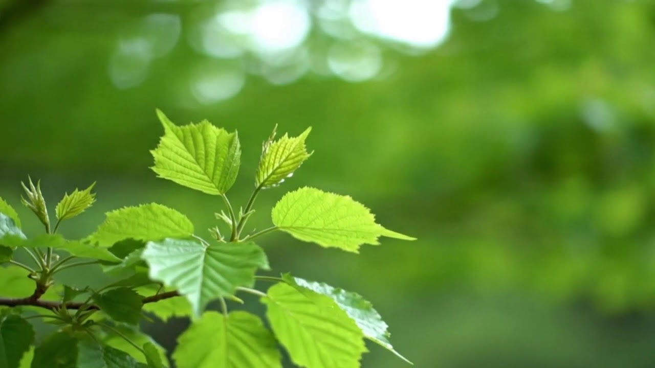 Healing Meditation Music to Calm the Mind 🎧 Relieves Stress, and Promotes Deep Relaxation.