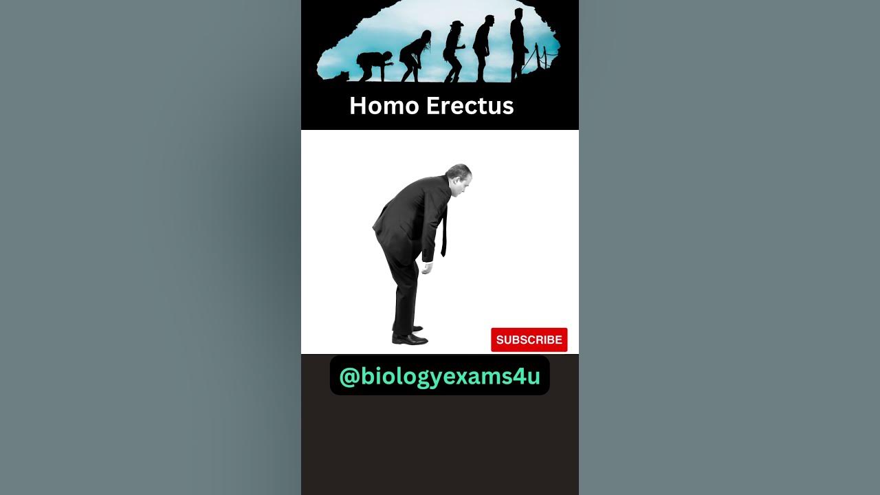 Stages of Human Evolution