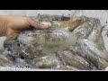 Cùng Anh Em Ngư Dân kéo Mực Bội Thu | Miền Quê Vui Vẻ Vlogs