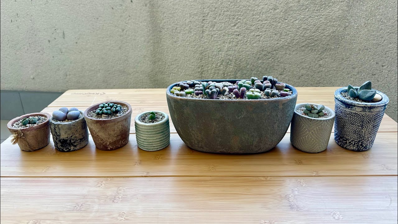 Мой рейтинг «Живых Камней» по сложности ухода. 20.02.26