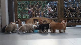 Update bảng giá chó Corgi con thuần chủng mới nhất 2024 | Chomeocanh.com by MeowGo Pets Farm | Chomeocanh 200 views 5 months ago 48 seconds