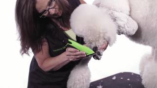 Clipping and Trimming The Poodle's Feet