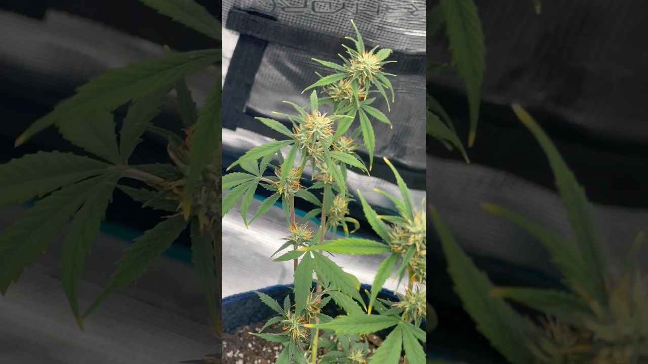 update on 🦍🍪 buds pistils are turning orange approaching week 4 of flowering leave helpfull tips