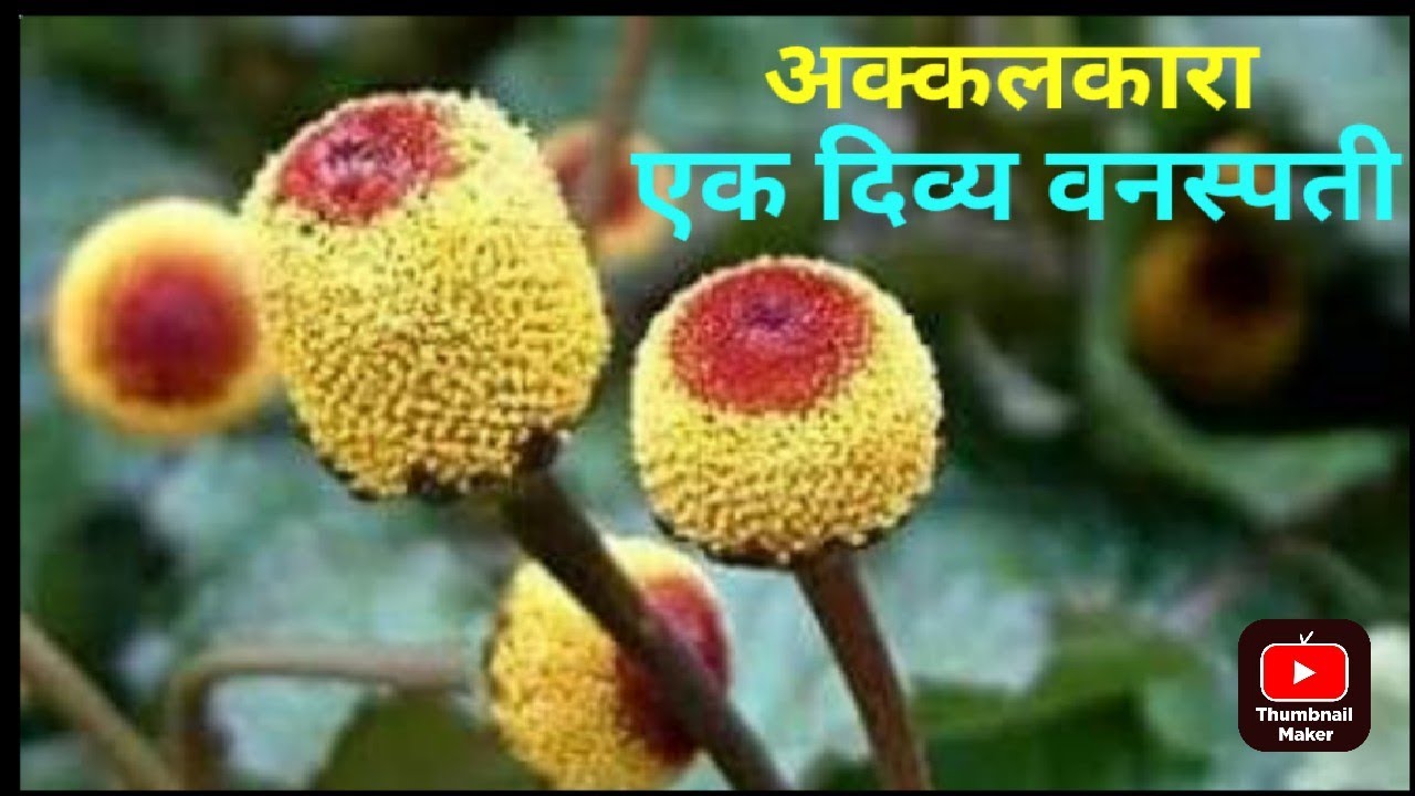 Alikarkar Insect अक्कलकारा/अकरकरा{Anacyclus Pyrethrum} ओळख, माहिती व उपयोग . Akarkara ...