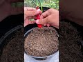 Sowing big chili from fruit in the garden #viralreelschallenge #fypreels #planting #gardening