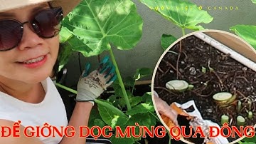 Ba cách giữ giống dọc mùng (bạc hà) qua mùa đông xứ lạnh