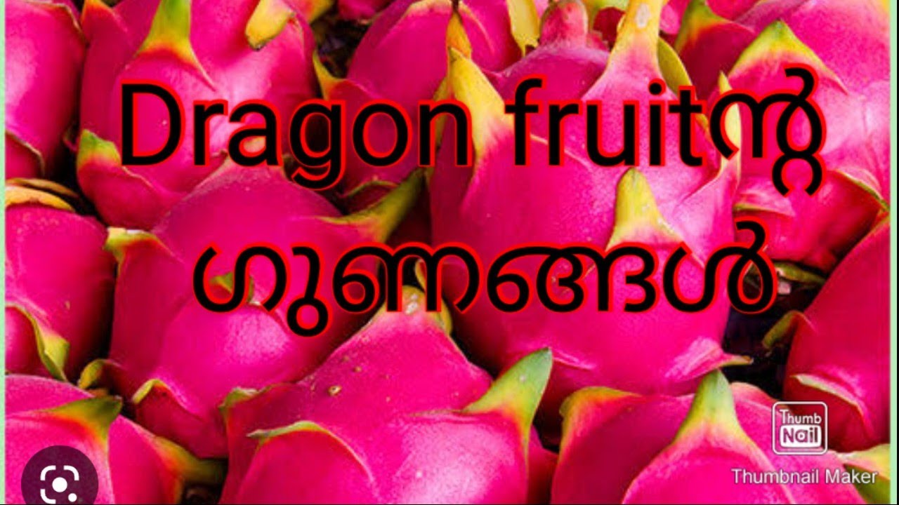 How to cut dragon fruit in malayalam/ Importants of dragonfruit/How to