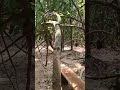 лиана в лесу Камбоджи