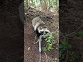 毎日のように放獣、コレもうスポーツ。