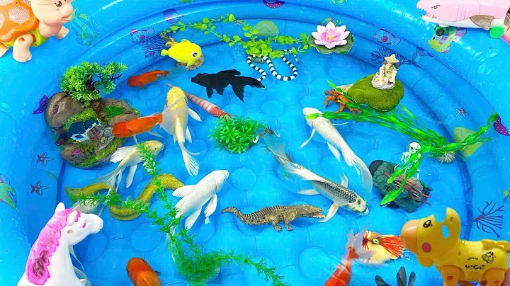 Let's explore what fish and sea creatures there are:sharks,jellyfish#goldfish#animals#viral videos