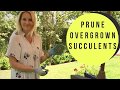 How to PRUNE and PROPAGATE overgrown SUCCULENTS in need of a trim with MOODY BLOOMS