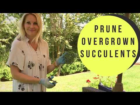 How to PRUNE and PROPAGATE overgrown SUCCULENTS in need of a trim with MOODY BLOOMS