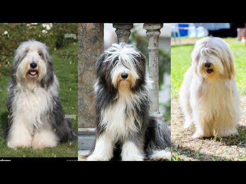 Video: Belgiske fårhund