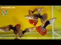 аквариумная рыбка испанский гуппи Poecilia reticulata, как содержать, ухаживать, что нужно