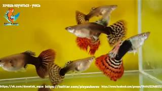 аквариумная рыбка испанский гуппи Poecilia reticulata, как содержать, ухаживать, что нужно