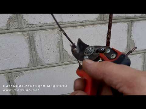 Обрезаем кизил 3-х лет